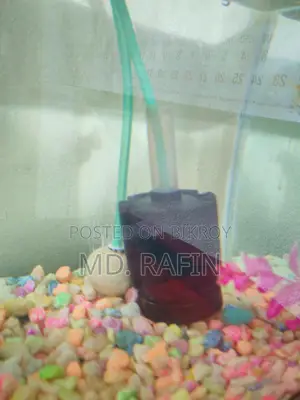 Fish Aquarium 16 Inch Full Setup with & Food