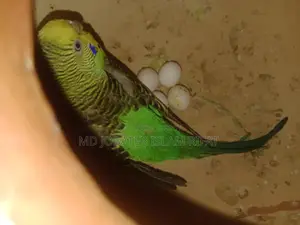 ডিম সহ রানিং বাজিগর পাখি বিক্রি করা হবে