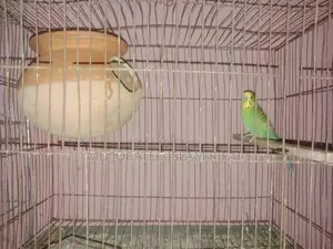 ডিম সহ রানিং বাজিগর পাখি বিক্রি করা হবে