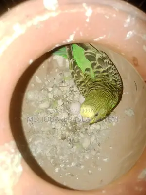 ডিম সহ রানিং বাজিগর পাখি বিক্রি করা হবে