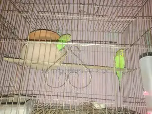 ডিম সহ রানিং বাজিগর পাখি বিক্রি করা হবে