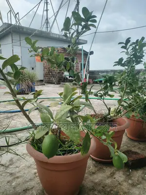 লেবু গাছ ফলসহ
