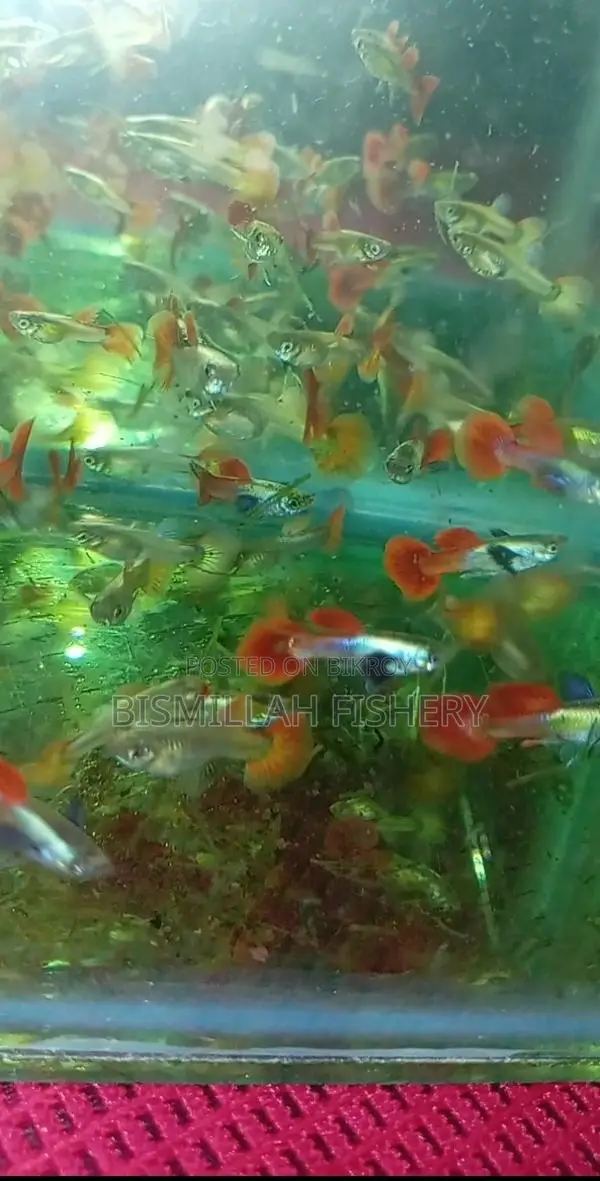 High Quality Guppy Fish Red Tail Platinum Dambo Ear For Sale | / Rtp