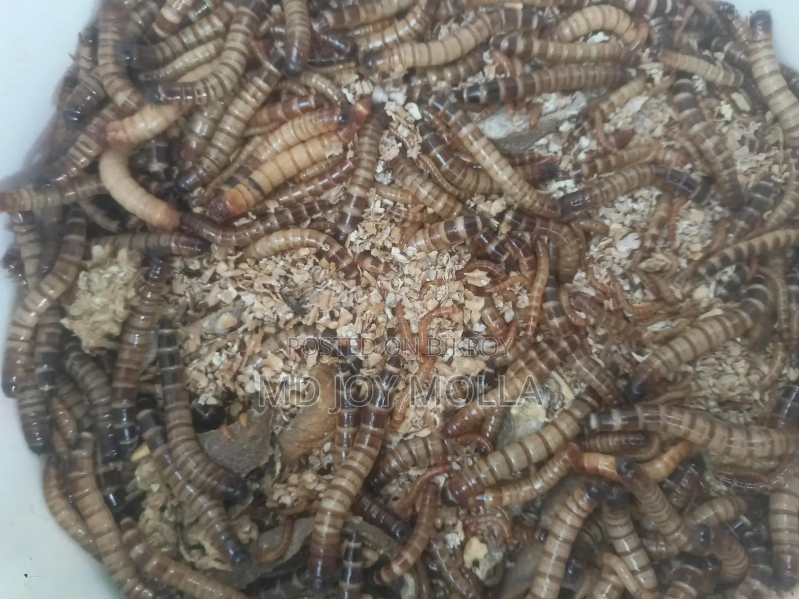 Beetle Insects