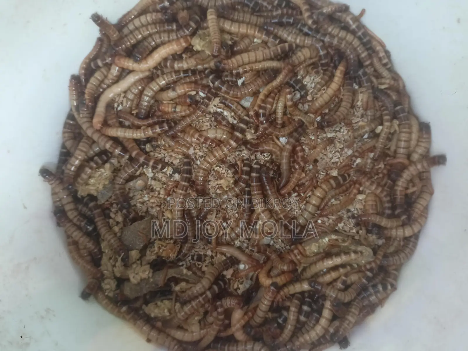 Beetle Insects