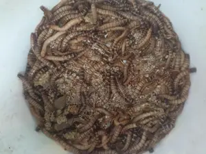 Beetle Insects