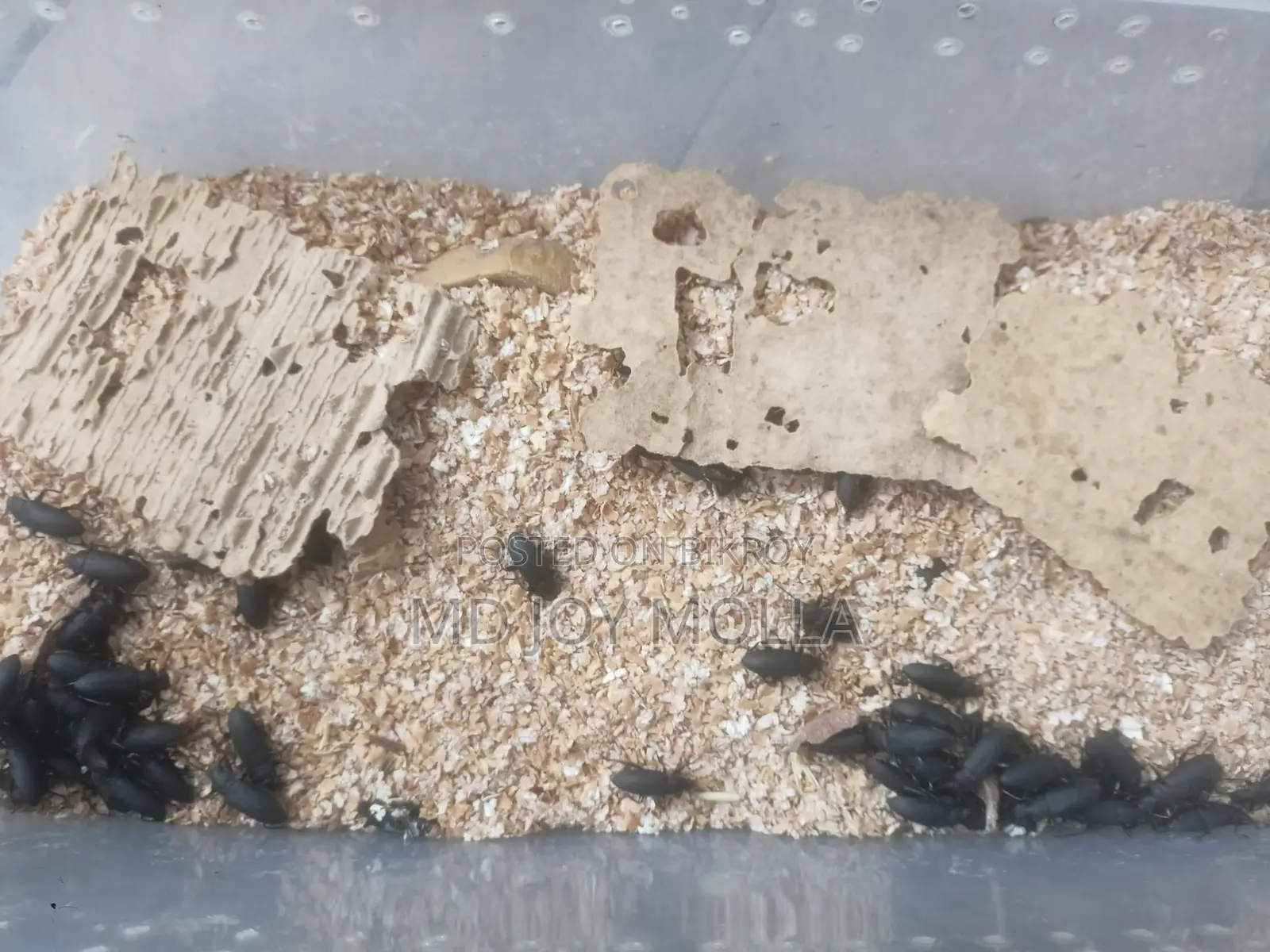 Beetle Insects