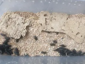 Beetle Insects