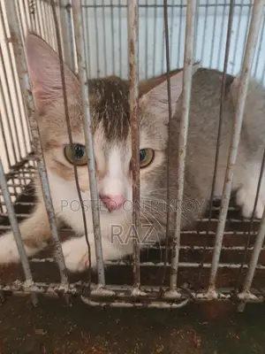 Adoption post