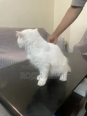 Persian male cat
