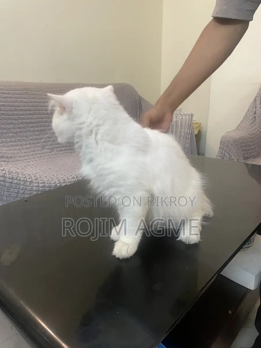 Persian male cat
