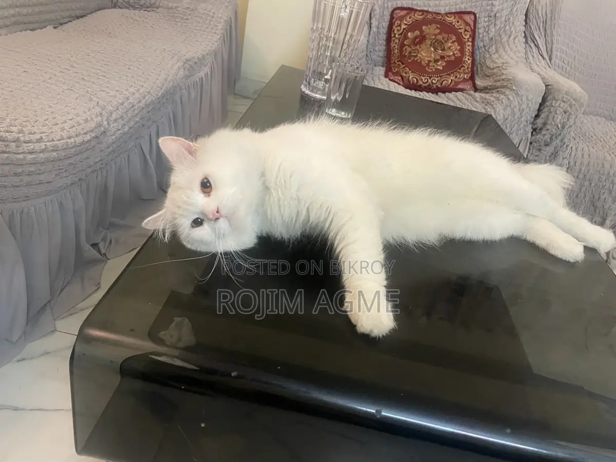 Persian male cat