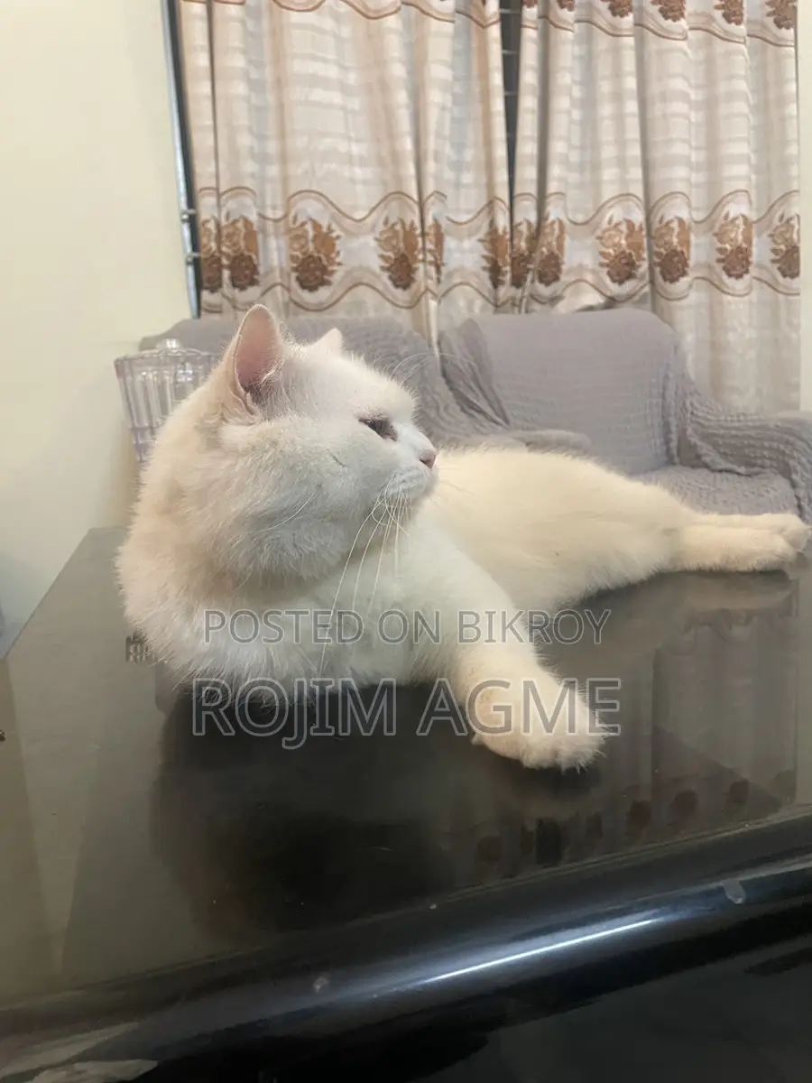 Persian male cat