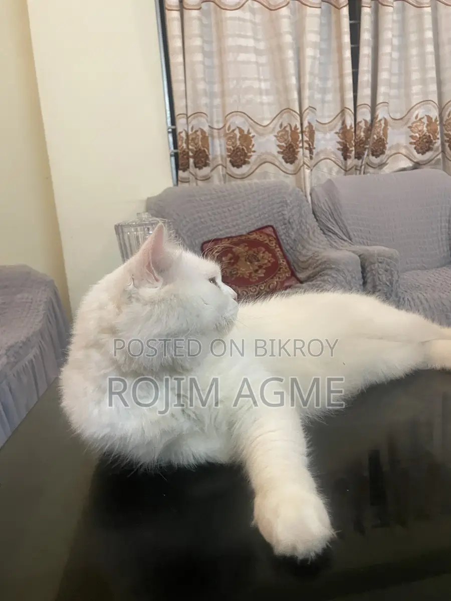 Persian male cat