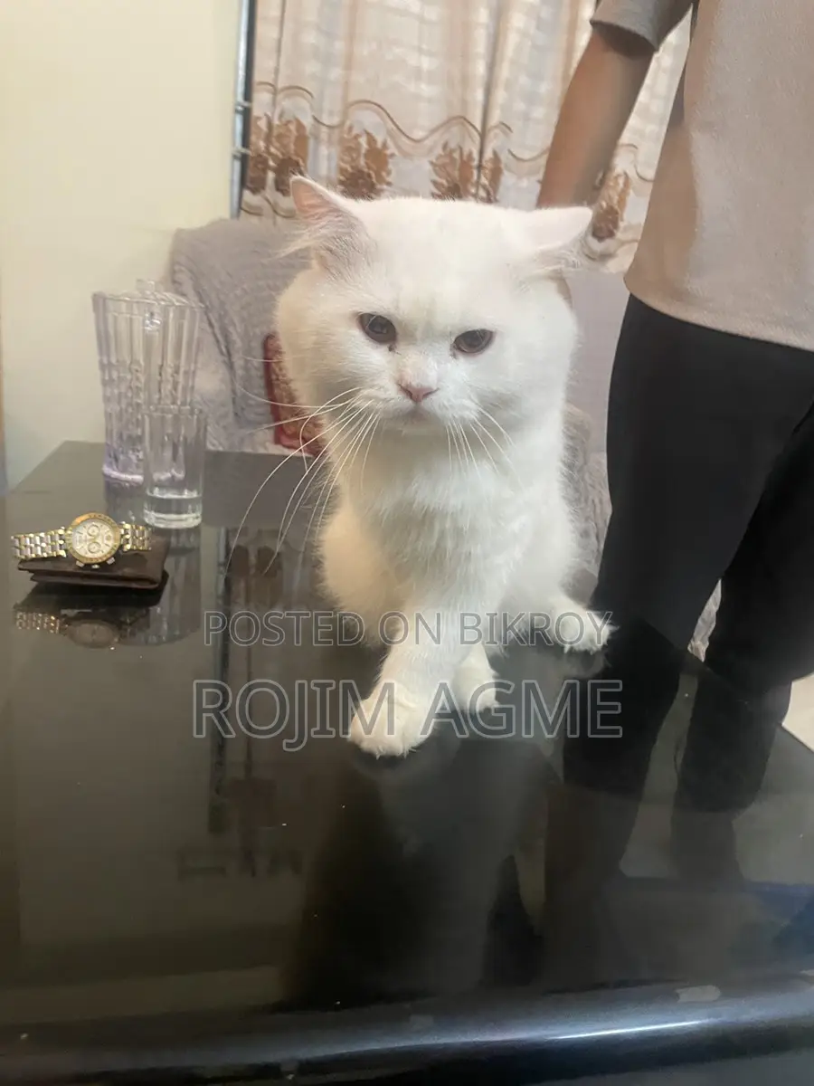 Persian male cat