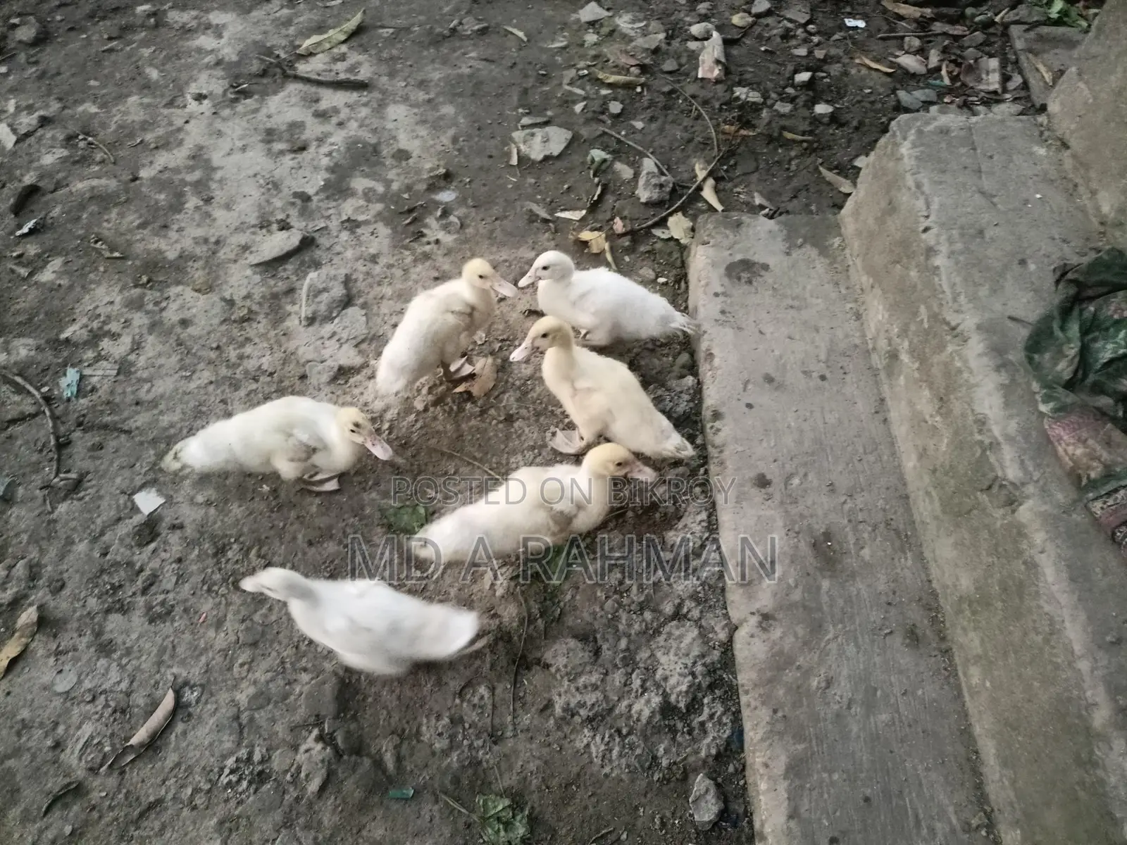 ১ বছর এবং সাথে কিছু বাচ্চা চিনা হাস সেল হবে।।