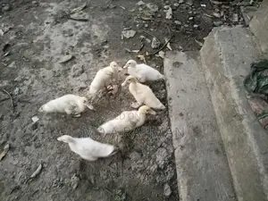 ১ বছর এবং সাথে কিছু বাচ্চা চিনা হাস সেল হবে।।