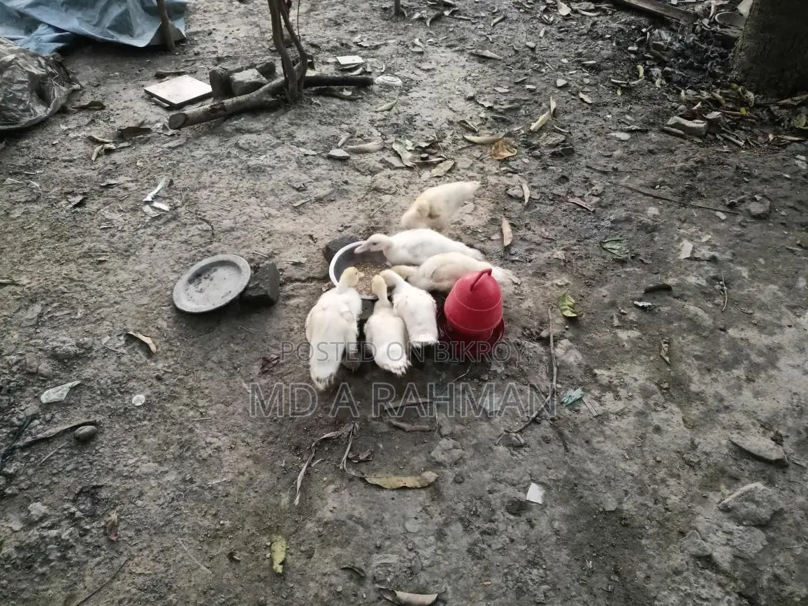 ১ বছর এবং সাথে কিছু বাচ্চা চিনা হাস সেল হবে।।