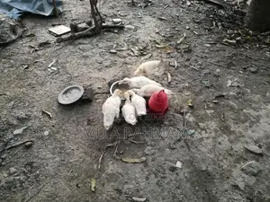 ১ বছর এবং সাথে কিছু বাচ্চা চিনা হাস সেল হবে।।