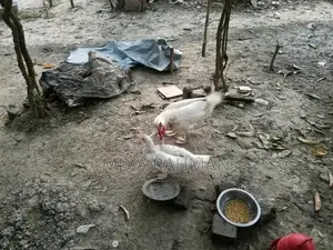 ১ বছর এবং সাথে কিছু বাচ্চা চিনা হাস সেল হবে।।