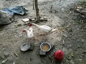 ১ বছর এবং সাথে কিছু বাচ্চা চিনা হাস সেল হবে।।
