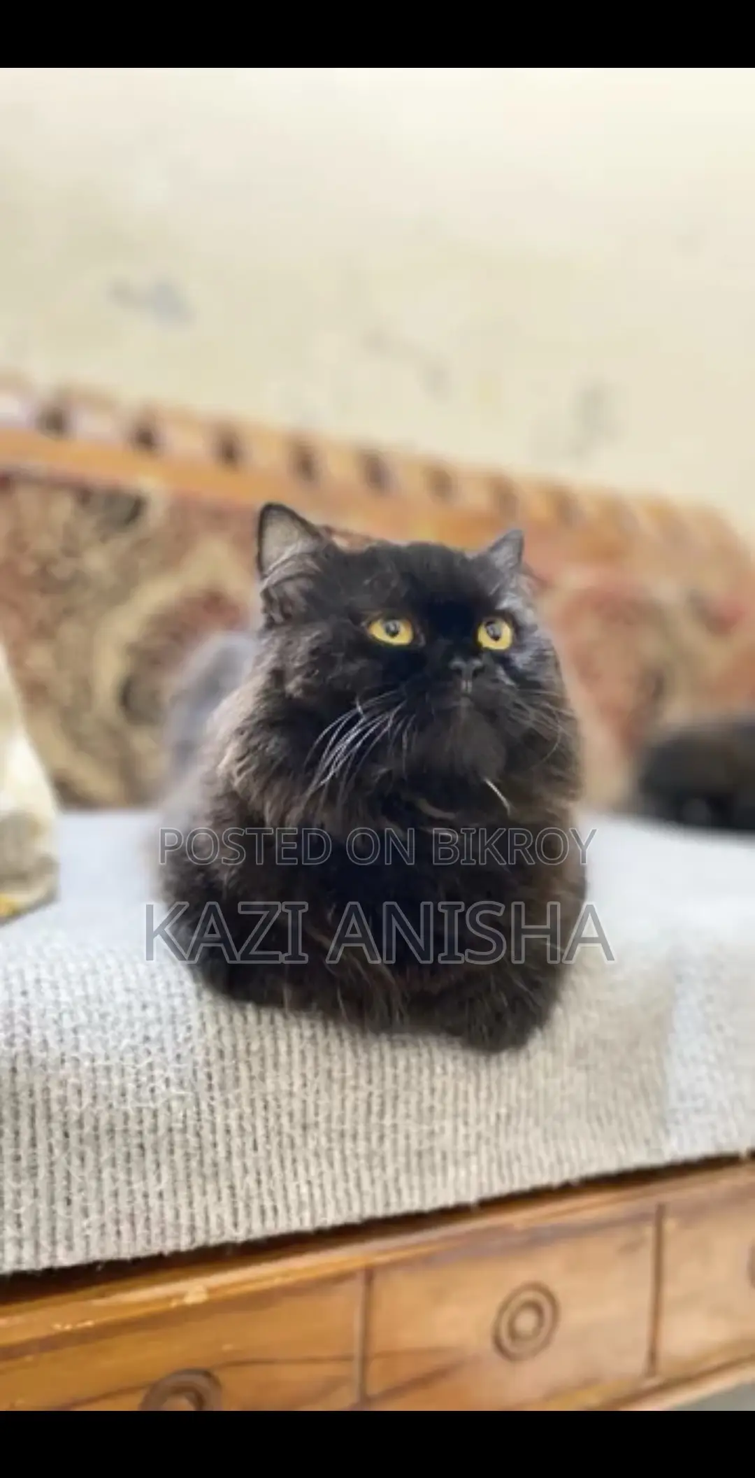 Persian male