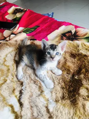 Cat For Adoption