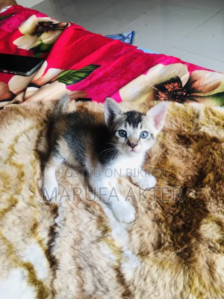 Cat For Adoption