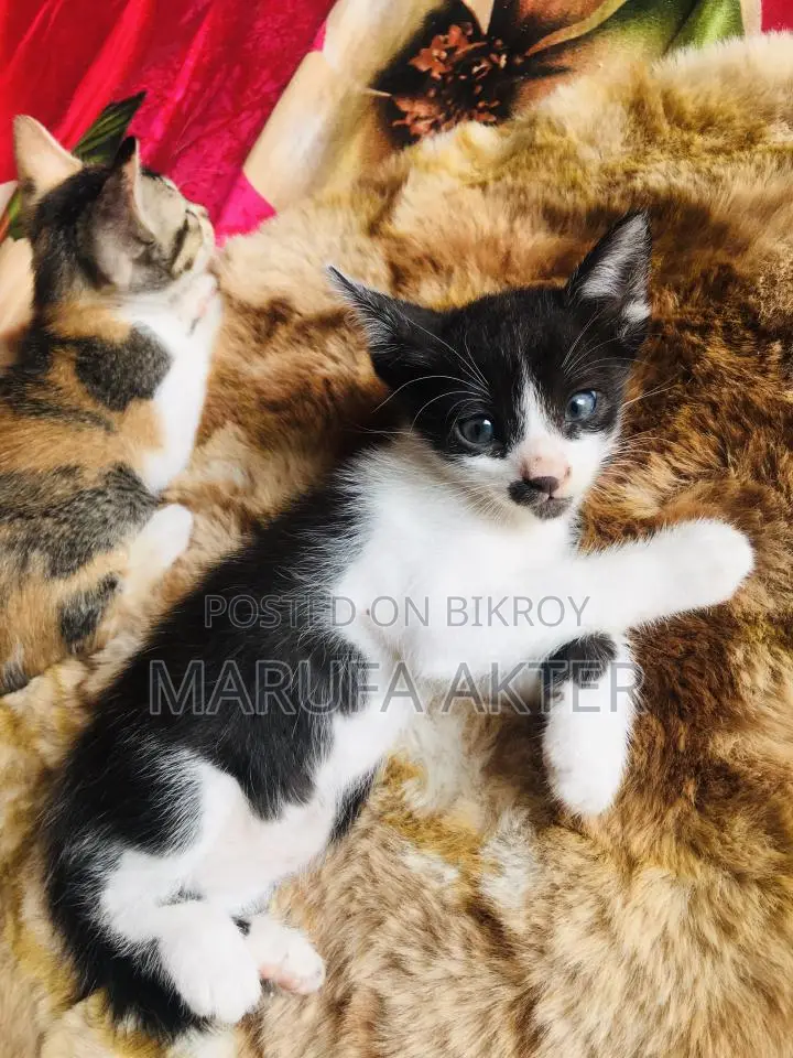 Cat For Adoption