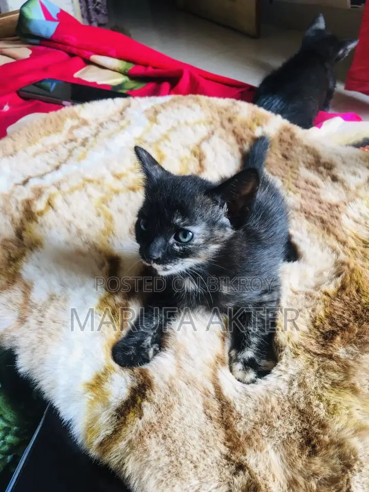 Cat For Adoption