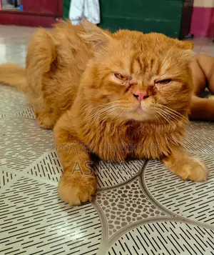 14-Month-Old Original Persian Cat