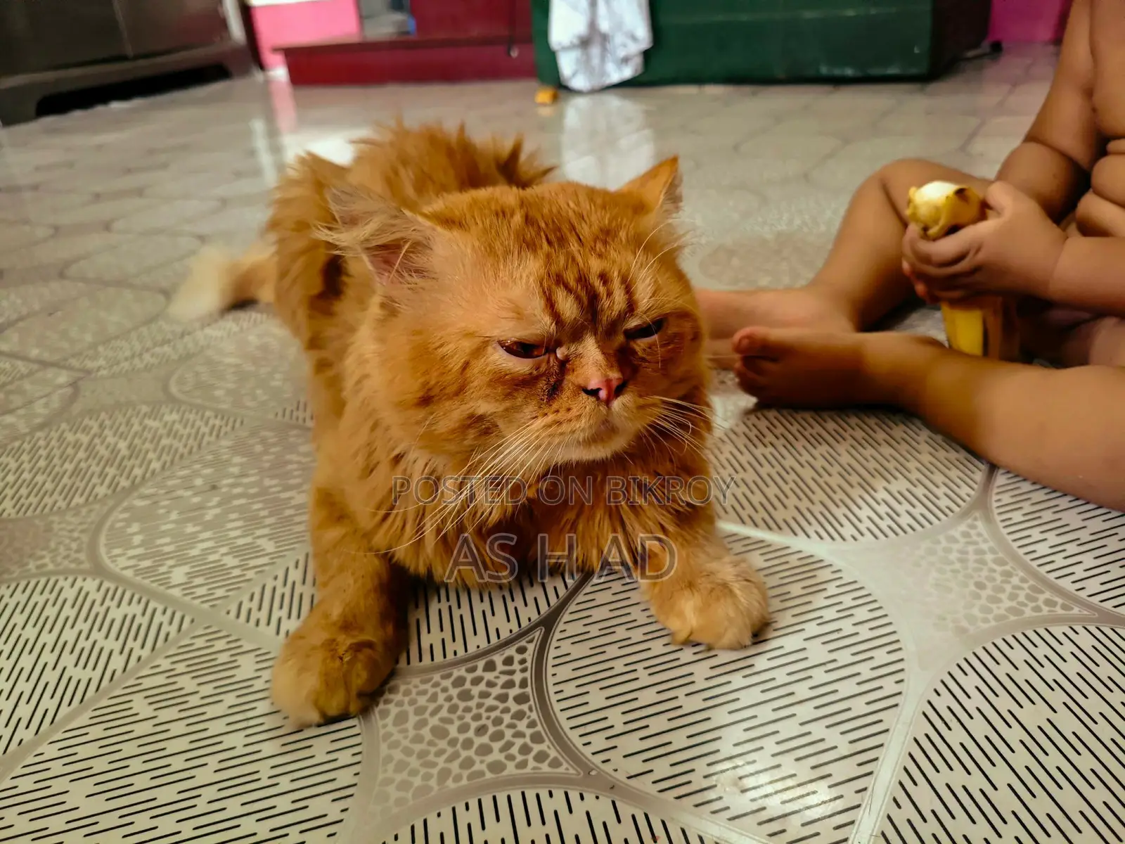 14-Month-Old Original Persian Cat