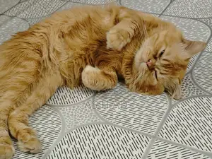 14-Month-Old Original Persian Cat