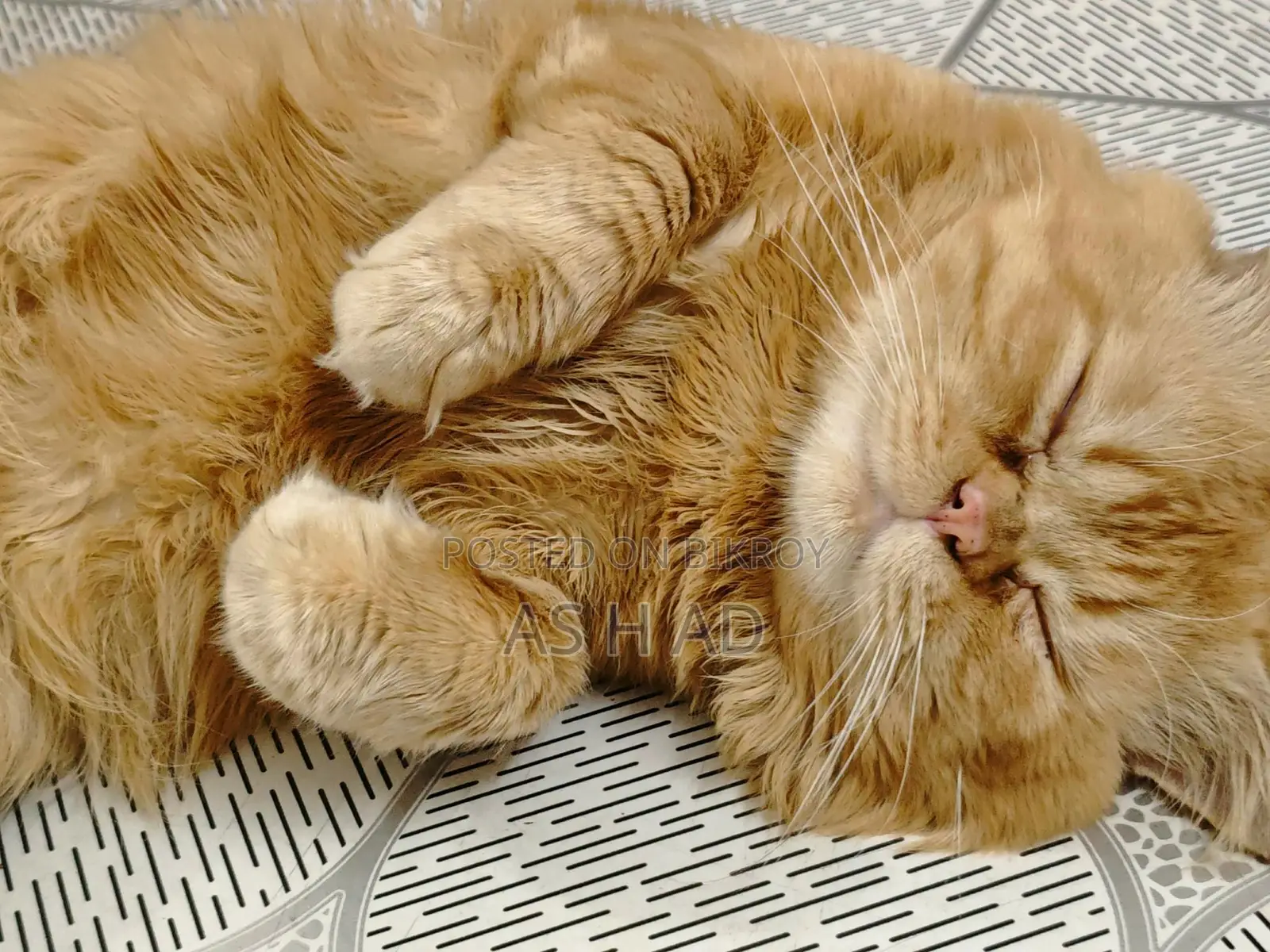 14-Month-Old Original Persian Cat