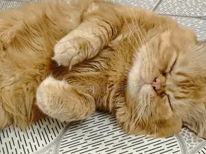 14-Month-Old Original Persian Cat