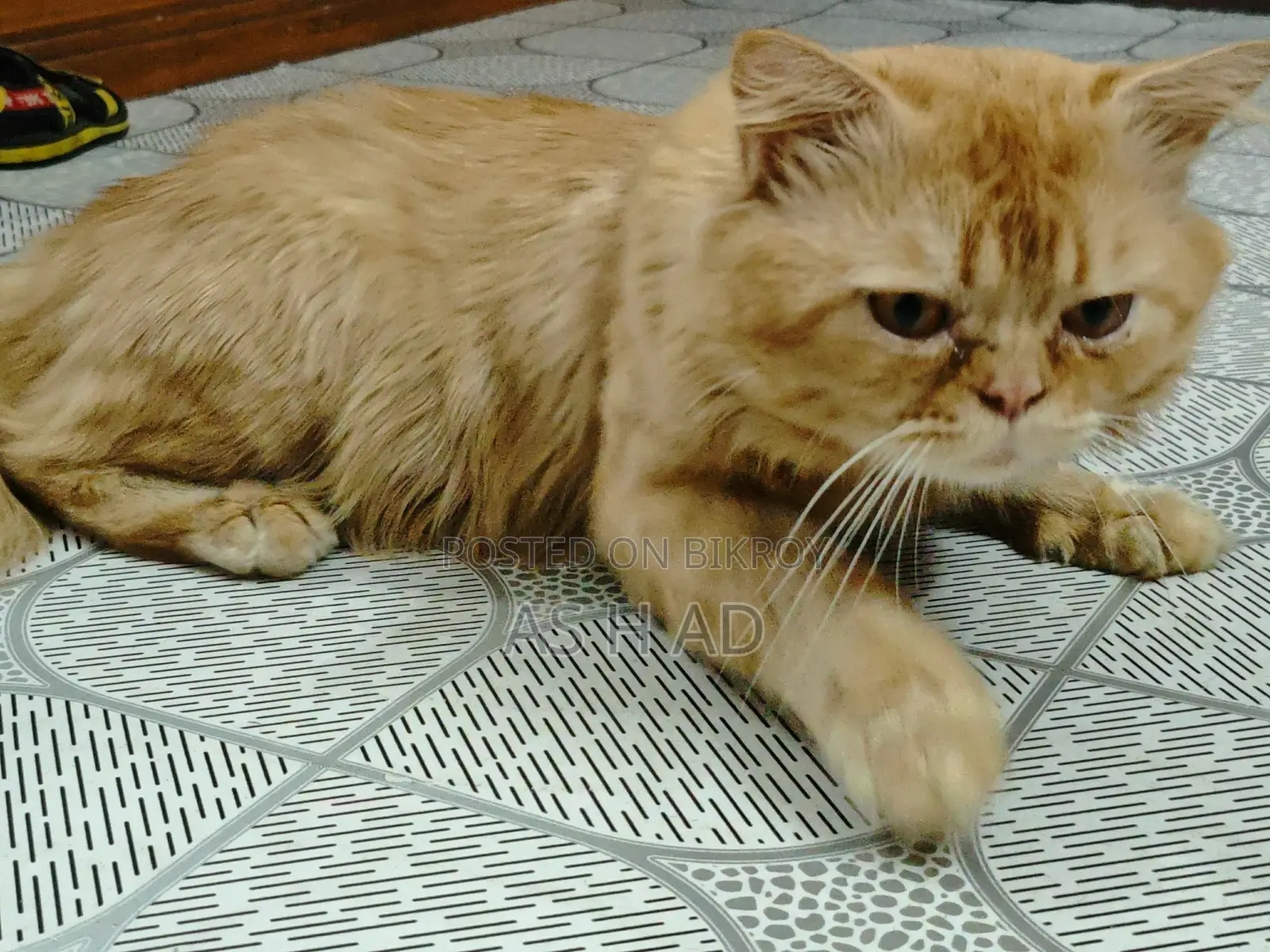 14-Month-Old Original Persian Cat