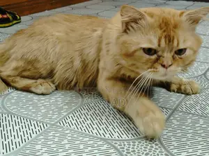 14-Month-Old Original Persian Cat