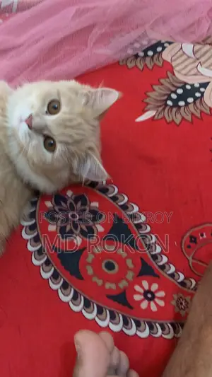 10+ month old female Persian cat for sale