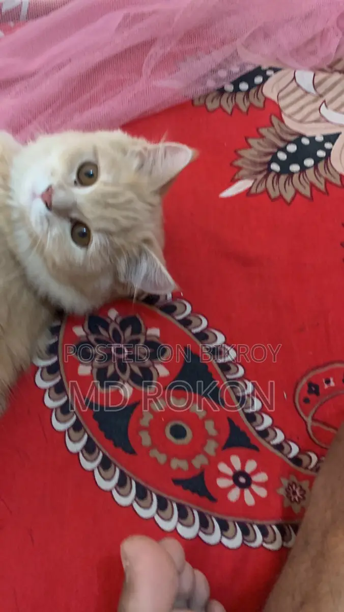10+ month old female Persian cat for sale