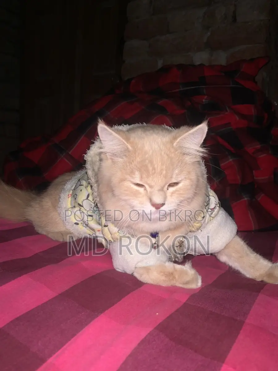 10+ month old female Persian cat for sale