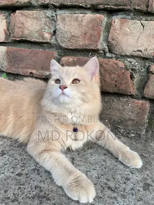 10+ month old female Persian cat for sale