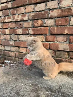10+ month old female Persian cat for sale