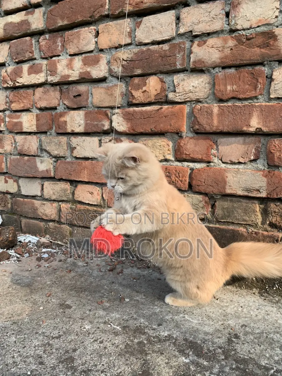 10+ month old female Persian cat for sale