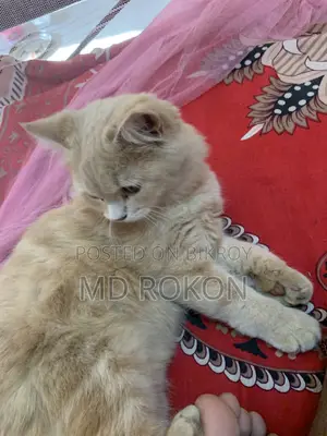 10+ month old female Persian cat for sale