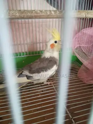 Cockatiel Bird for Sell