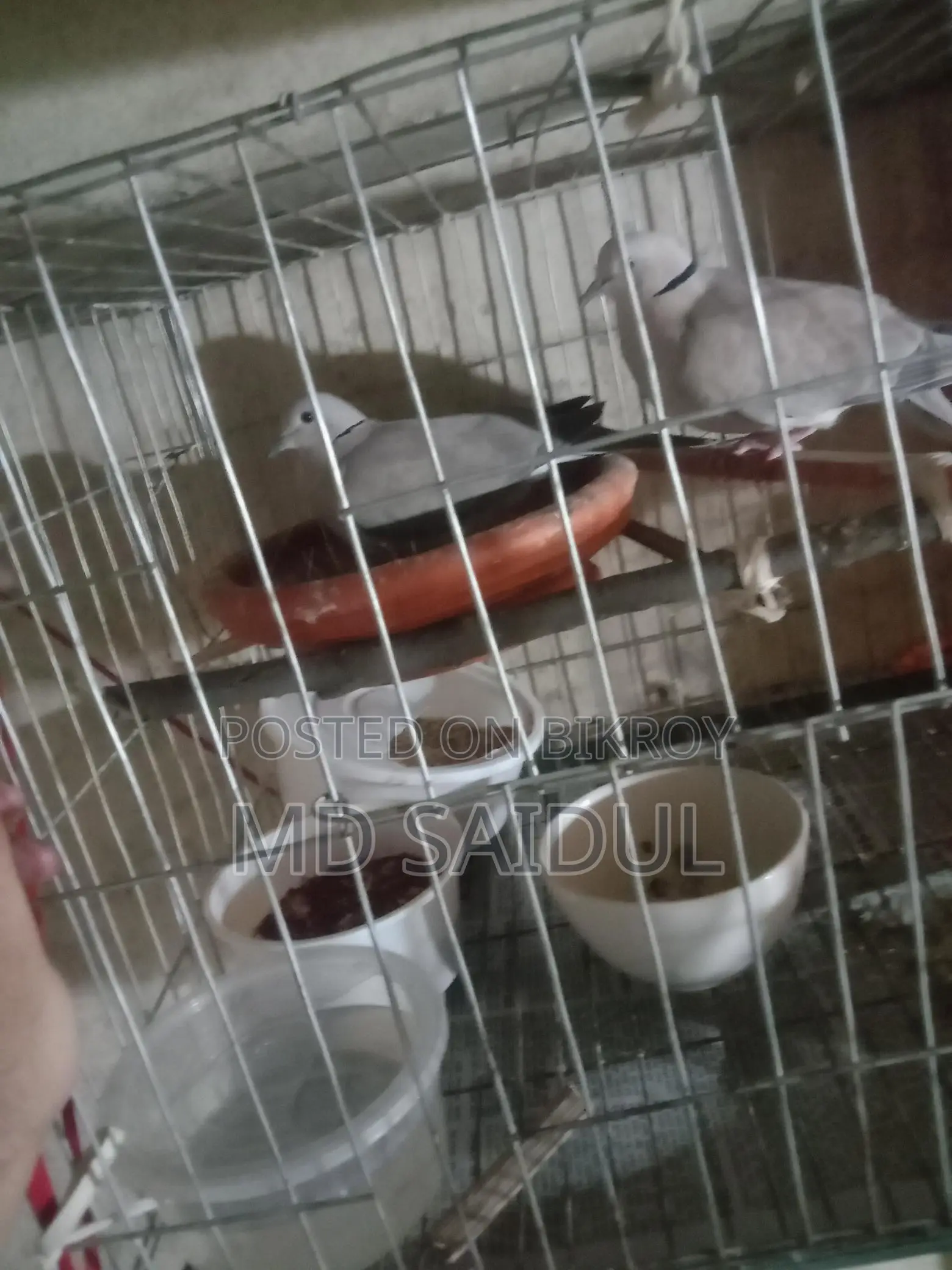 Bird for Sale