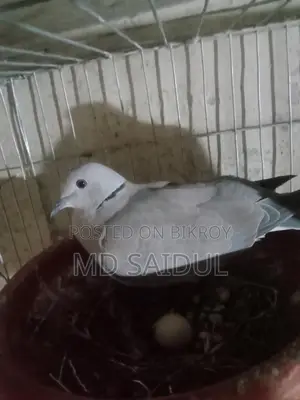 Bird for Sale