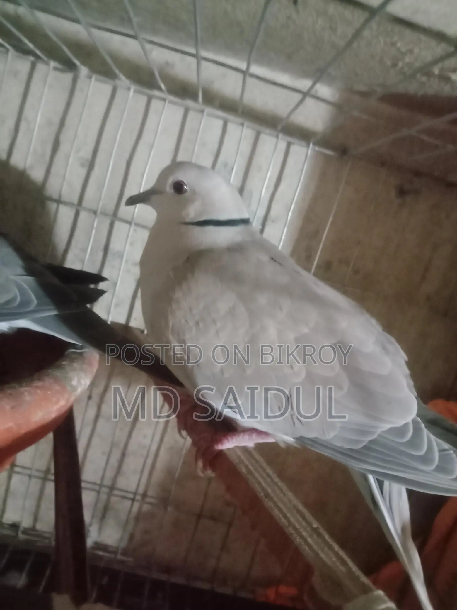 Bird for Sale