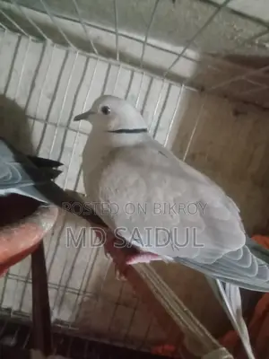 Bird for Sale