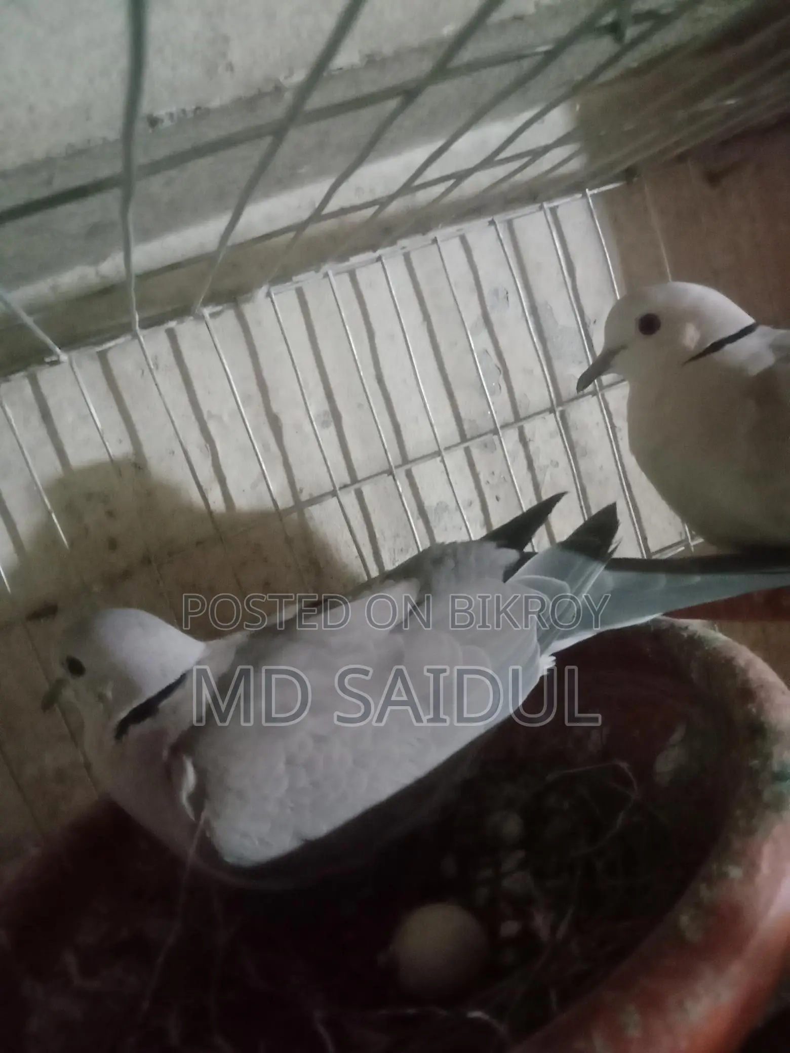 Bird for Sale